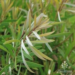 Callistemon Pink Champagne 21 Callistemon Pink Champagne -Eco Garden Shop champagne img 6052