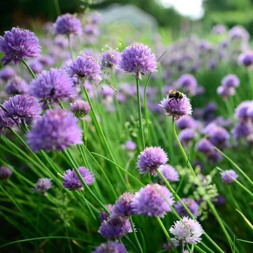 Chives - Seed 2 Chives - Seed - Image 2