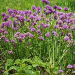 Chives - Seed 7 Chives - Seed -Eco Garden Shop chives 1410611 960 720 2