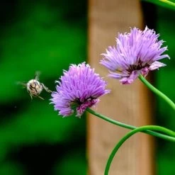 Chives - Seed 6 Chives - Seed -Eco Garden Shop chives and bee