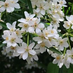 Choisya - Mexican Orange Blossom -Eco Garden Shop choisya flowering