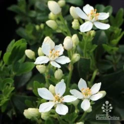 Choisya - Mexican Orange Blossom