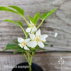 Choisya - Mexican Orange Blossom -Eco Garden Shop choisya tubestock