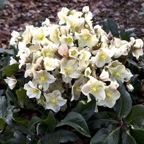 Hellebore Cinnamon Snow - Winter Rose 3 Hellebore Cinnamon Snow - Winter Rose - Image 3