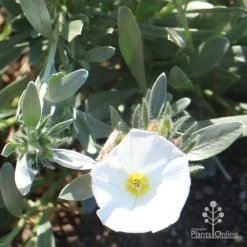 Convolvulus Cneorum - Silverbush -Eco Garden Shop cneorum flower sun