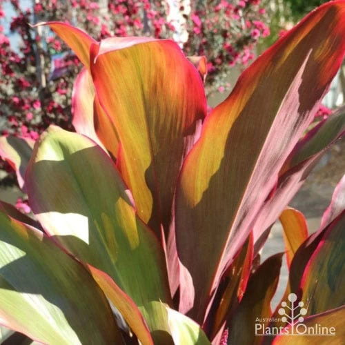 Cordyline Fruticosa Rubra 2 Cordyline Fruticosa Rubra - Image 2