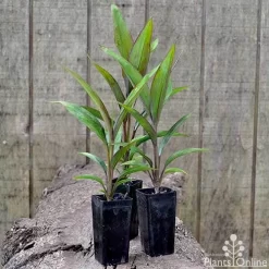 Cordyline Fruticosa Purple Prince -Eco Garden Shop cordyline purple prince pots 1