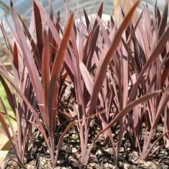 Cordyline Australis Red Sensation -Eco Garden Shop cordyline red sensation tube