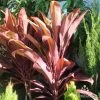 Cordyline Fruticosa Rubra
