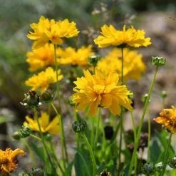 Coreopsis - Seed 7 Coreopsis - Seed -Eco Garden Shop coreopsis flowers