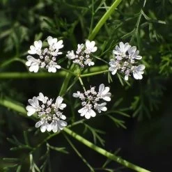 Coriander Lemon - Seed
