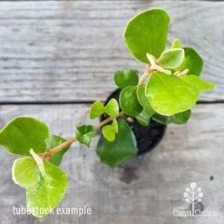 Correa Alba -Eco Garden Shop correa alba leaf 1