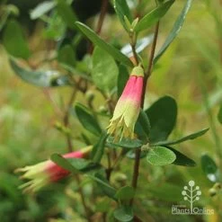 Correa Dinner Bells -Eco Garden Shop correa dinner bells flowering