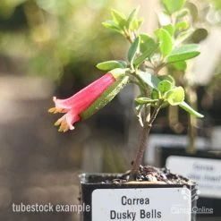 Correa Dusky Bells -Eco Garden Shop correa dusky bells tubestock in flower