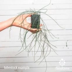 Casuarina Cousin It -Eco Garden Shop cousin it tube af