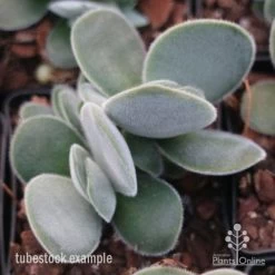Crassula Dubia - Succulent -Eco Garden Shop crassula dubia tube 1