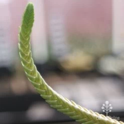 Crassula - Watchchain, Rat Tail Succulent -Eco Garden Shop crassula watchchain closeup