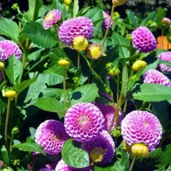 Dahlia Pompon Mix - Seed -Eco Garden Shop dahlia pink pompom