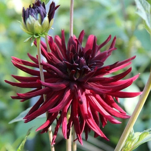 Dahlia Mrs Rees - 1 Bulb 2 Dahlia Mrs Rees - 1 Bulb - Image 2