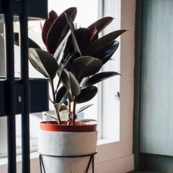 Ficus Elastica Burgundy - Rubber Plant -Eco Garden Shop dark ficus elastica