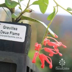 Grevillea Deua Flame -Eco Garden Shop deua flame flower