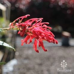 Grevillea Deua Flame -Eco Garden Shop deua flame flower closeup