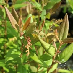 Grevillea Deua Flame -Eco Garden Shop deua flame foliage