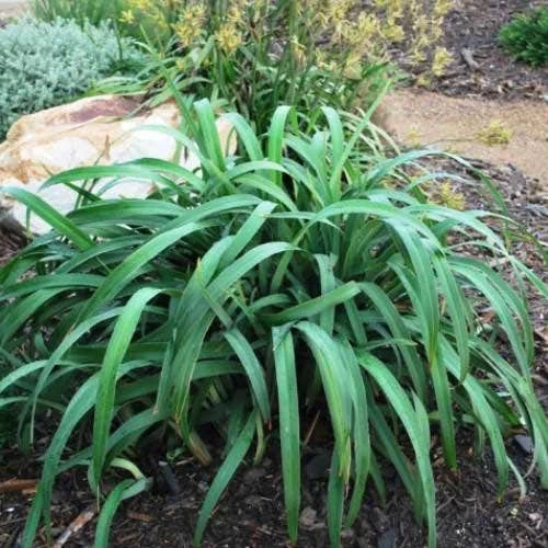 Dianella Cherry Red 3 Dianella Cherry Red - Image 3