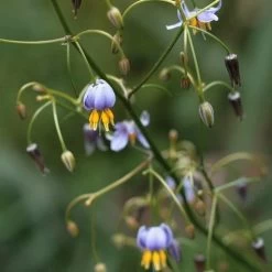 Dianella Cherry Red 16 Dianella Cherry Red -Eco Garden Shop dianella tasmanica flowers