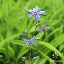Dianella Petite Marie -Eco Garden Shop dianlla petite marie flowerspike