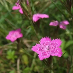 Dianthus - Maiden Pink - Seed -Eco Garden Shop dianthus maiden 2