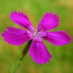 Dianthus - Maiden Pink - Seed -Eco Garden Shop dianthus maiden 3