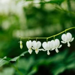 Dicentra Alba - Bleeding Heart - 75mm BIGGER Size -Eco Garden Shop dicentra alba stem