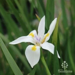 Dietes Tiny Dancer- Wild Iris - 68mm BIGGER Size -Eco Garden Shop dietes tiny dancer flower 1