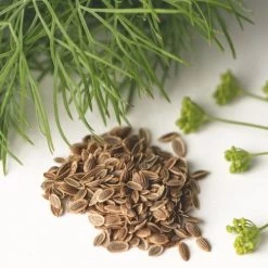Dill - Seed 5 Dill - Seed -Eco Garden Shop dill seed leaf flower