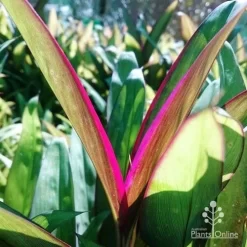 Cordyline Fruticosa Purple Prince -Eco Garden Shop dsc 6544 2
