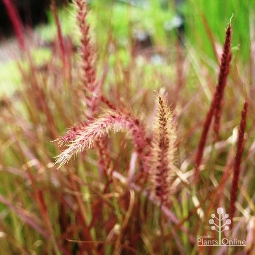 Pennisetum - Dwarf Purple Fountain Grass 2 Pennisetum - Dwarf Purple Fountain Grass - Image 2