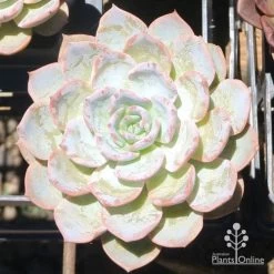 Echeveria Morning Beauty - Succulent -Eco Garden Shop eceheveria morning beauty