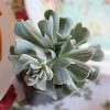 Echeveria Topsy Turvy - Succulent