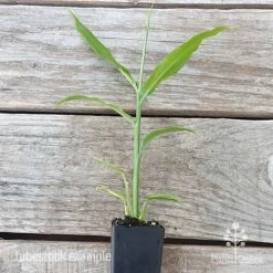 Zingiber - Edible Ginger -Eco Garden Shop edible ginger