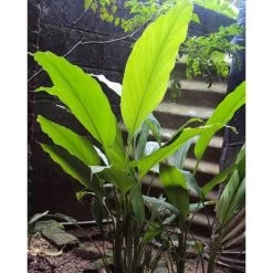 Zingiber - Edible Ginger -Eco Garden Shop edible ginger full