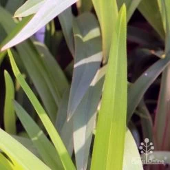 Dianella Cherry Red 19 Dianella Cherry Red -Eco Garden Shop em fountain v cherry red img 6989