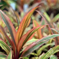 Cordyline Fruticosa Early Morning Diamond -Eco Garden Shop emd plant