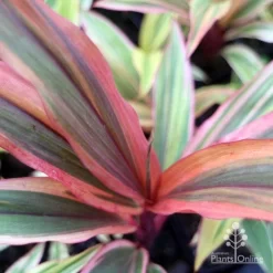 Cordyline Fruticosa Early Morning Diamond -Eco Garden Shop emd top view