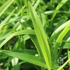 Dianella Emerald Fountain 12 Dianella Emerald Fountain -Eco Garden Shop emerald fountain leaf