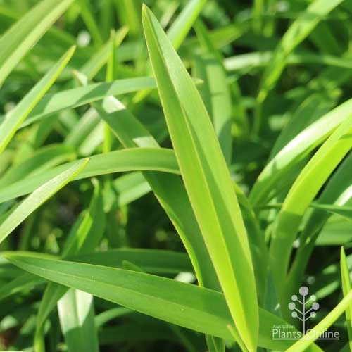 Dianella Emerald Fountain 6 Dianella Emerald Fountain - Image 6