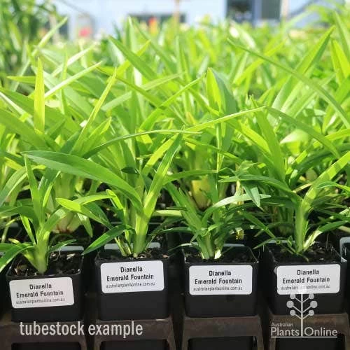 Dianella Emerald Fountain 7 Dianella Emerald Fountain - Image 7