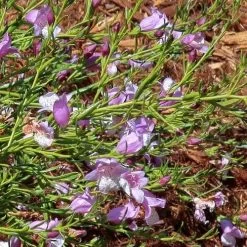 Eremophila Summertime Blue - Emu Bush 11 Eremophila Summertime Blue - Emu Bush -Eco Garden Shop eremophila summertime blue flickr cultivar413 crop