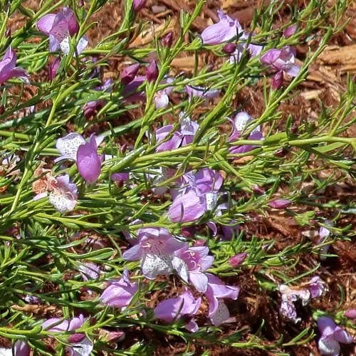 Eremophila Summertime Blue - Emu Bush 4 Eremophila Summertime Blue - Emu Bush - Image 4