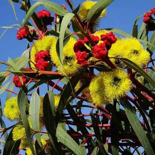 Australian Wildflower Illyarrie Redcap Gum - Seed -Eco Garden Shop eucalyptus illyarrie redcap